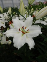 [5289 Robin Van Galen No01.JPG]